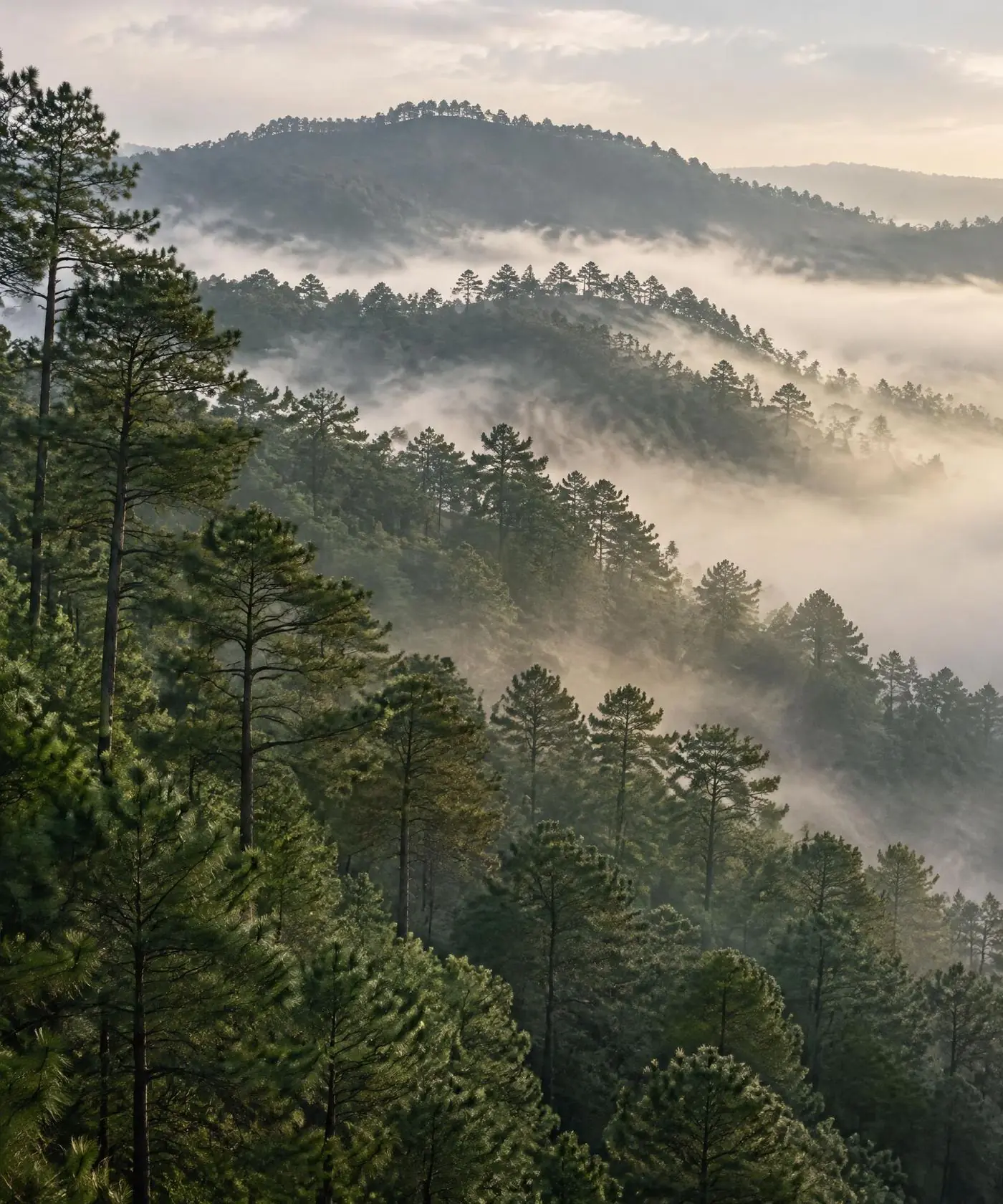 Mist drifting through pine-covered hills in the early morning